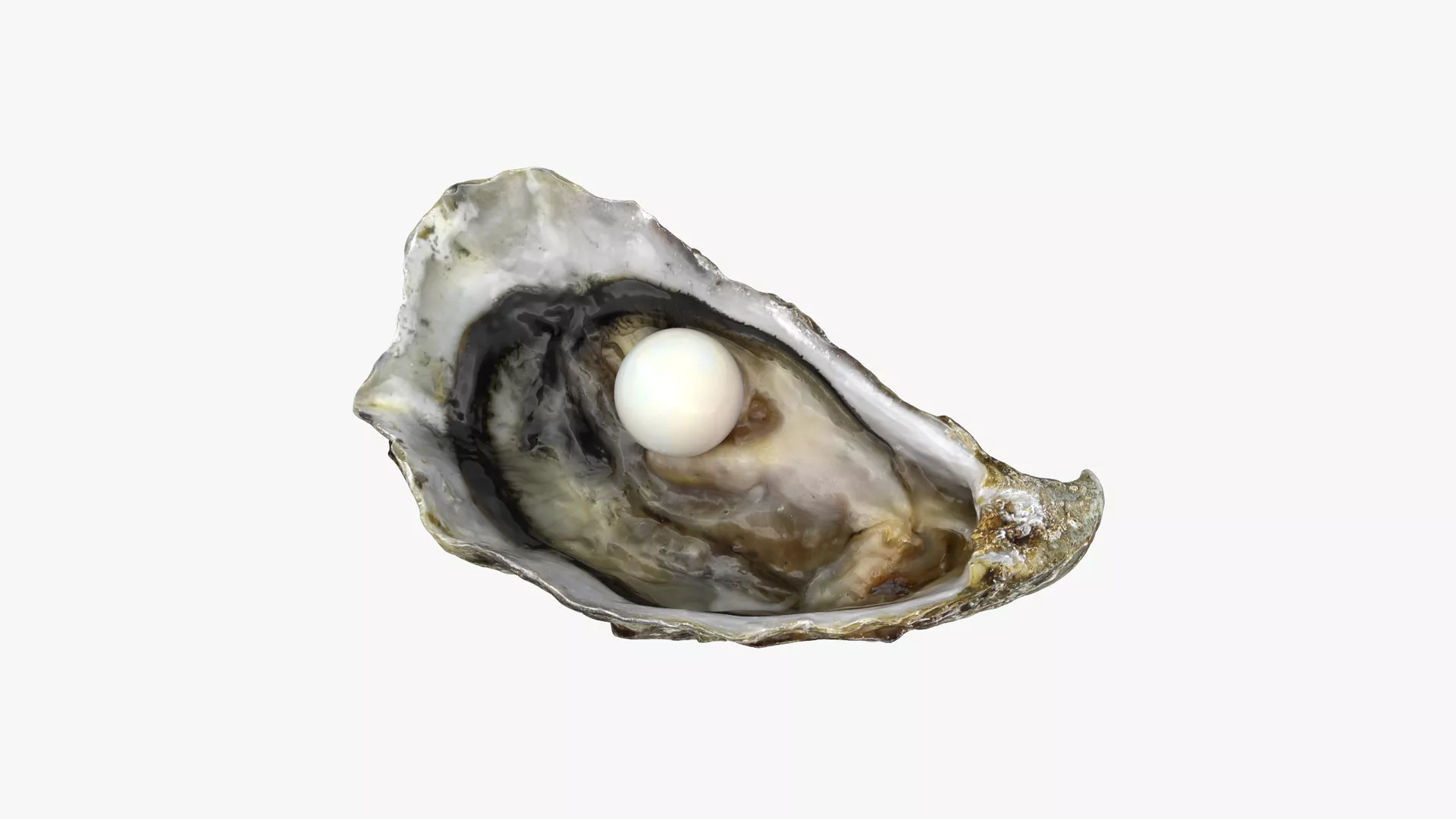Oyster Shell with Pearl Low-poly 3D model