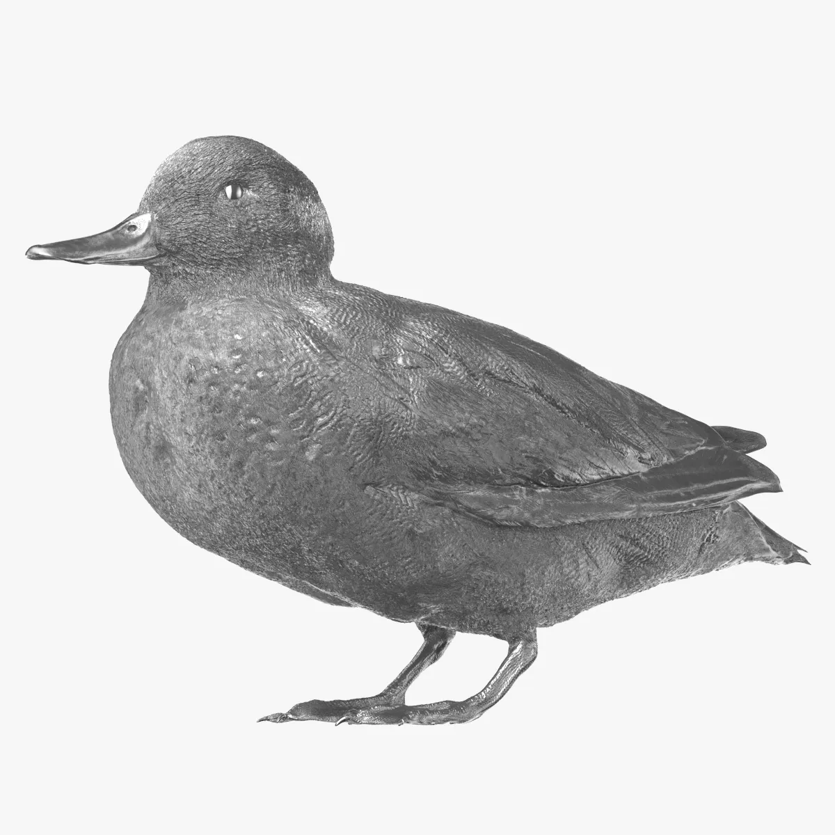 Eurasian Teal Anas Crecca Male 01 Silver 3D model