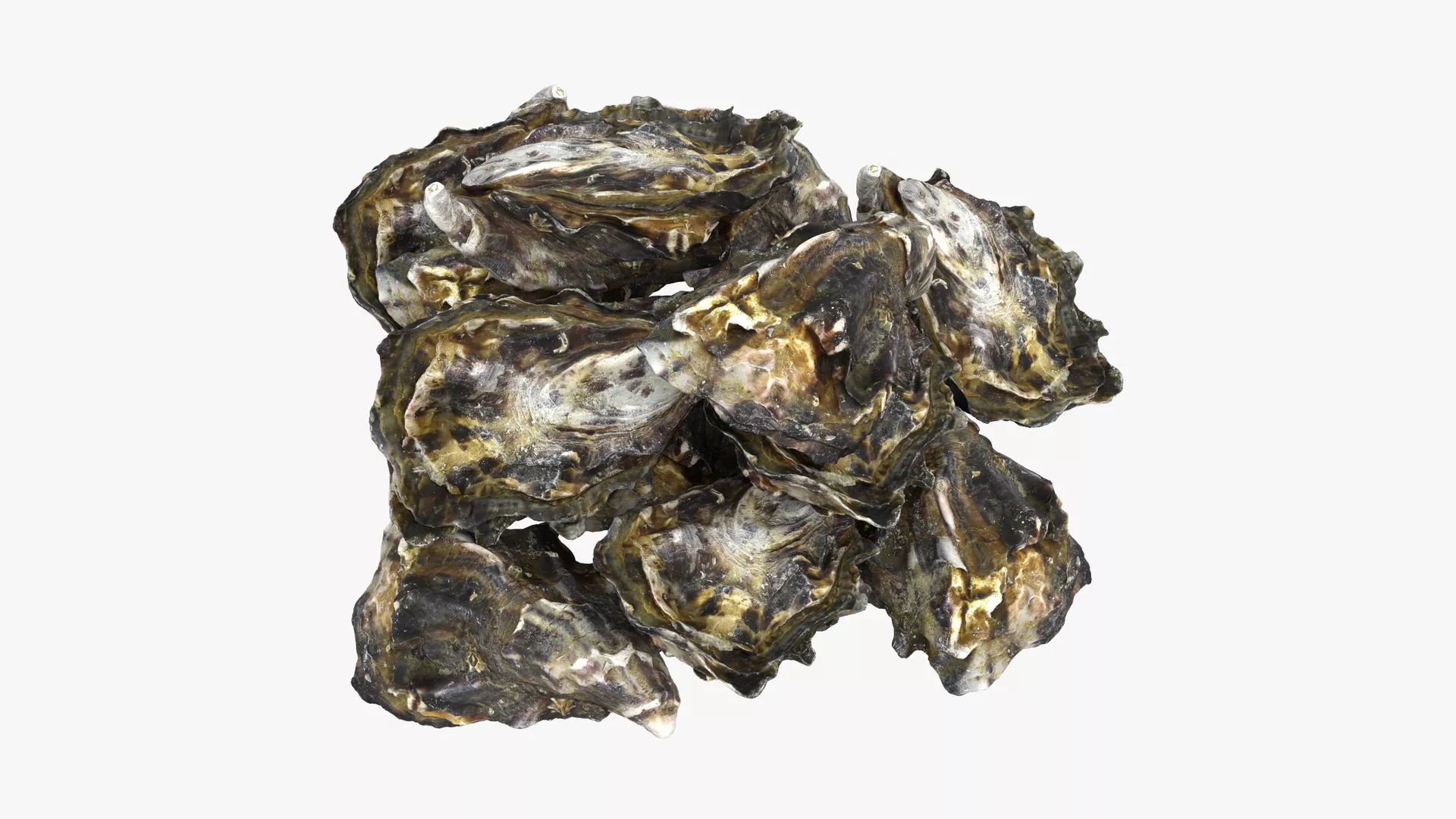 Oyster 02 Pile 3D model
