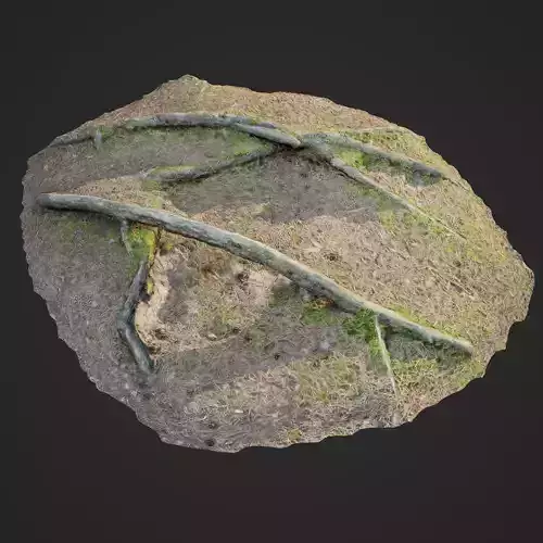 3d scanned nature forest roots 006