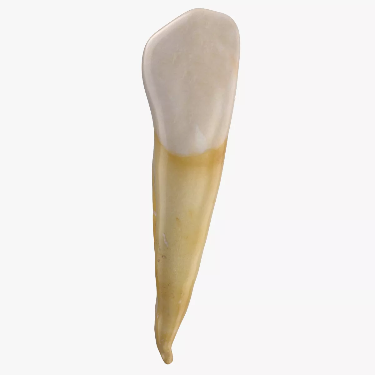 Canine Upper Jaw 02 3D model