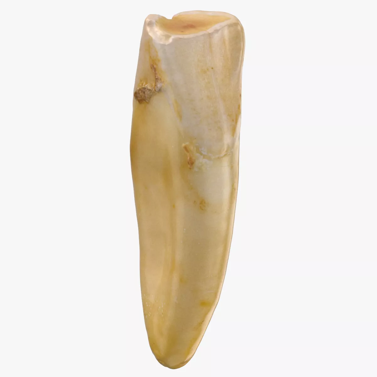 Incisor Upper Jaw Cetral 02 Broken 3D model