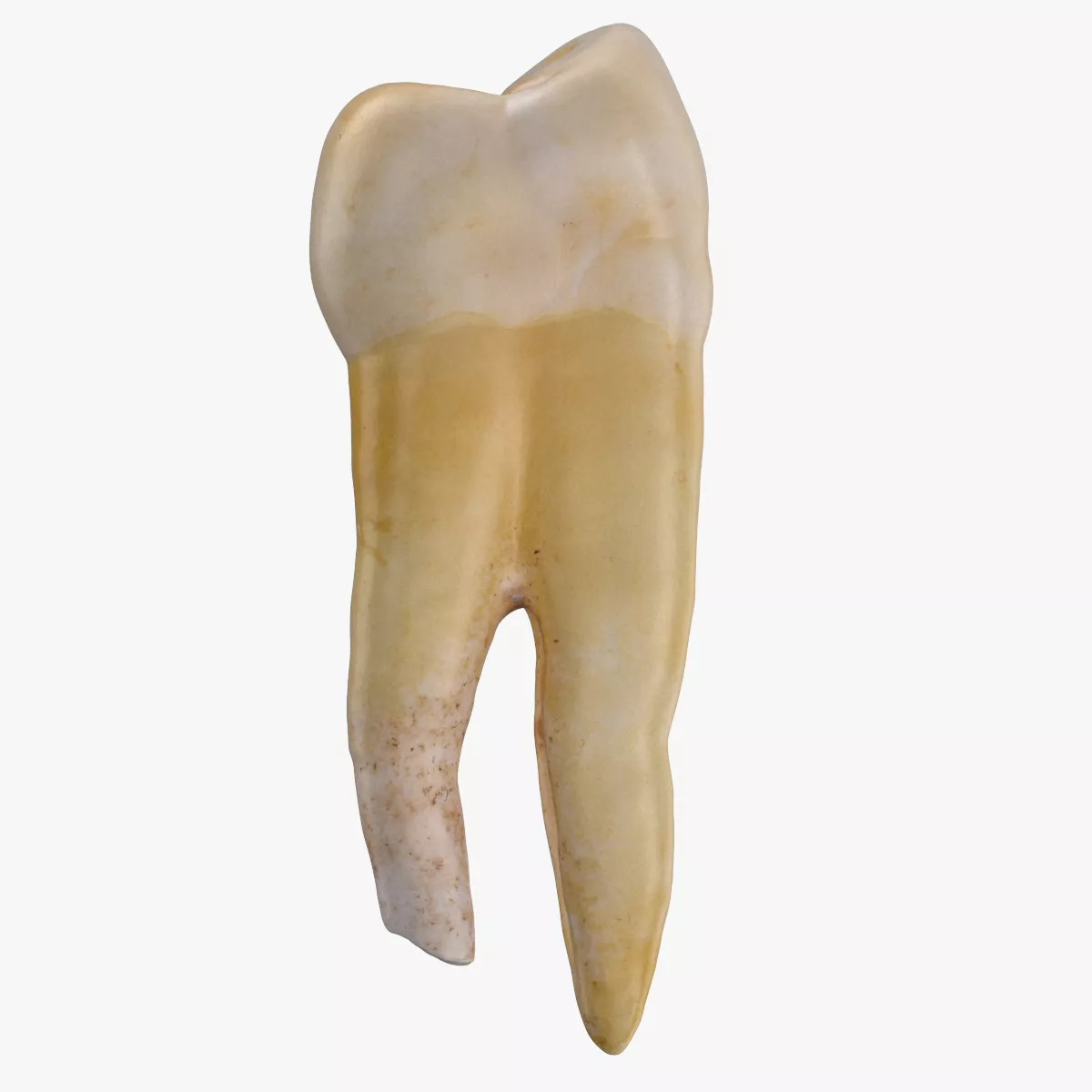 Molar Lower Jaw Left 01 3D model