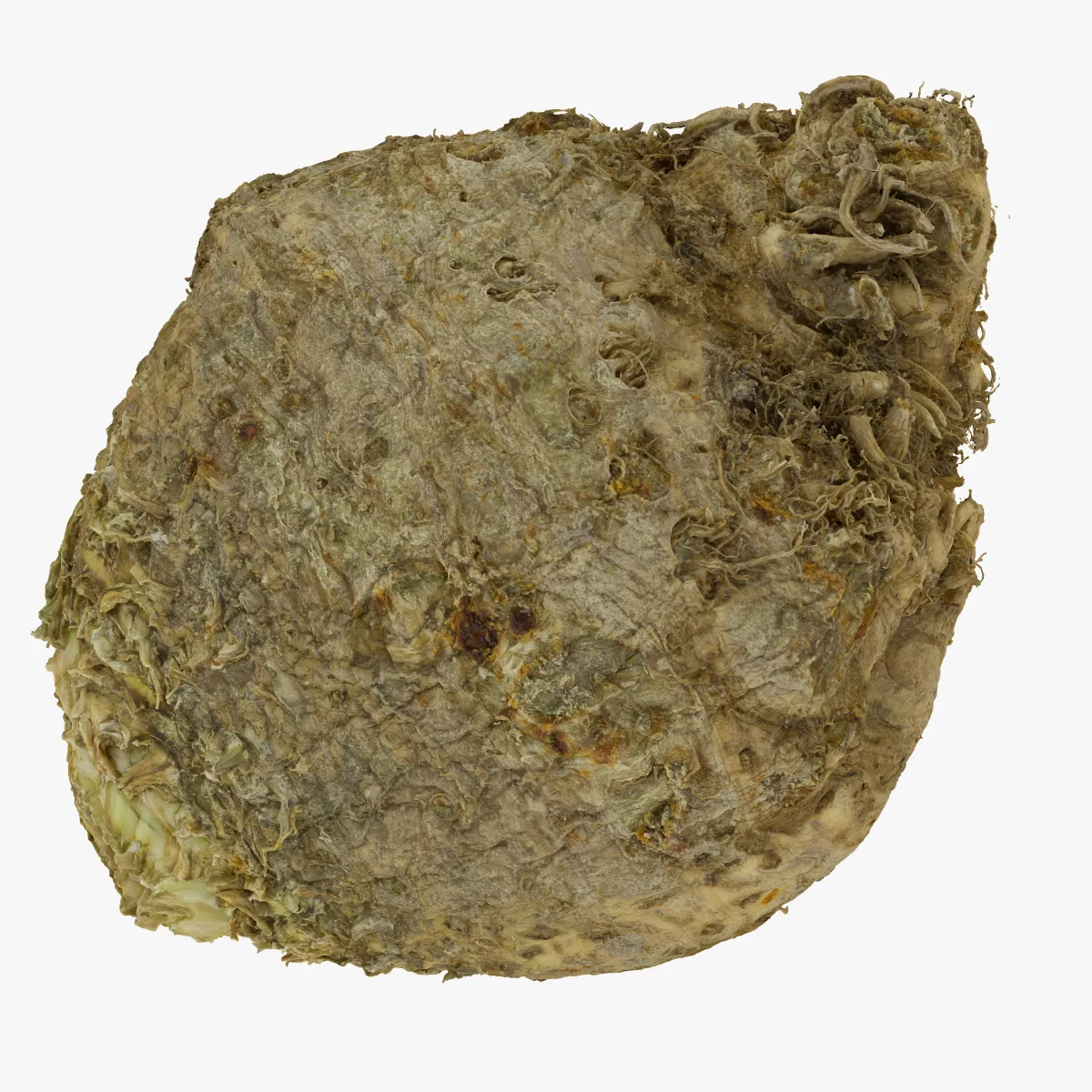Celery Root 05 RAW SCAN 3D model