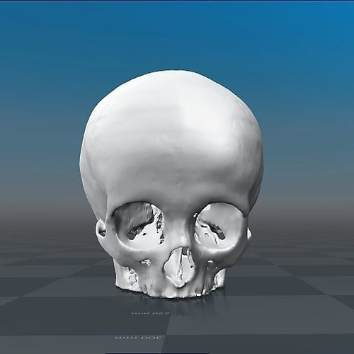 Human Skull - child female - age 11 3D model