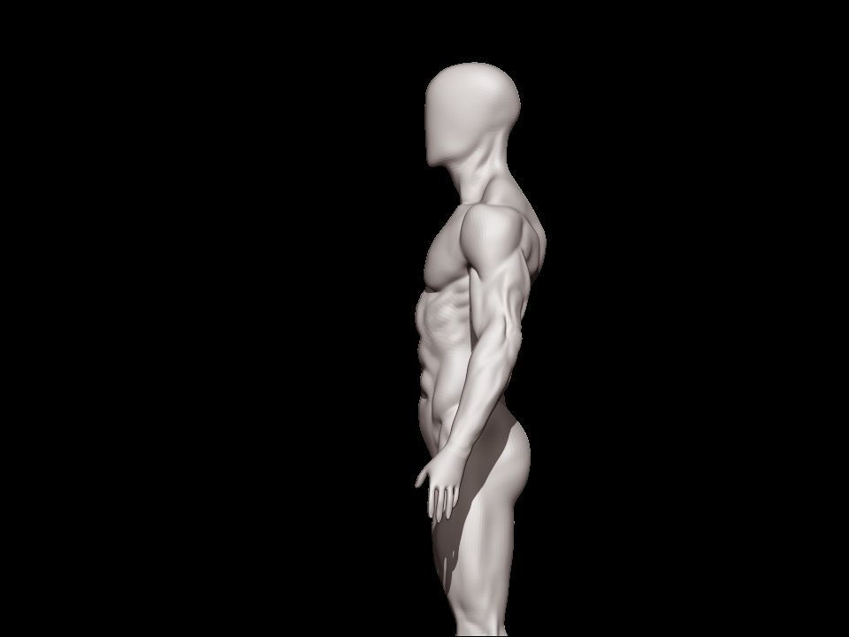 anatomy male 3D model_22