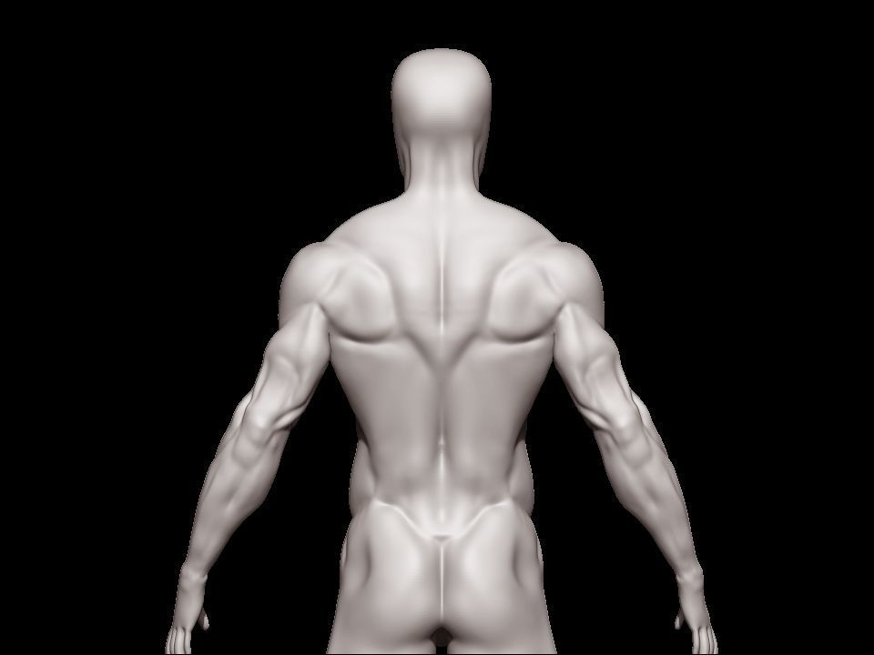 anatomy male 3D model_6