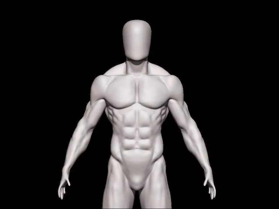 anatomy male 3D model_0