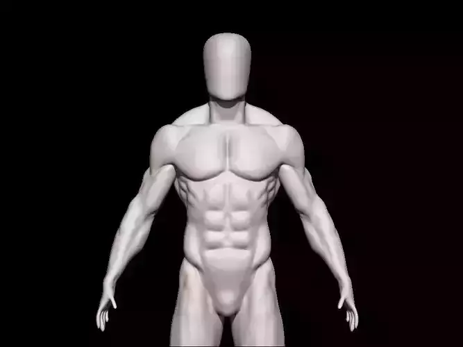 anatomy male 3D model