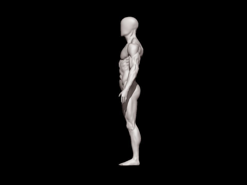 anatomy male 3D model_21