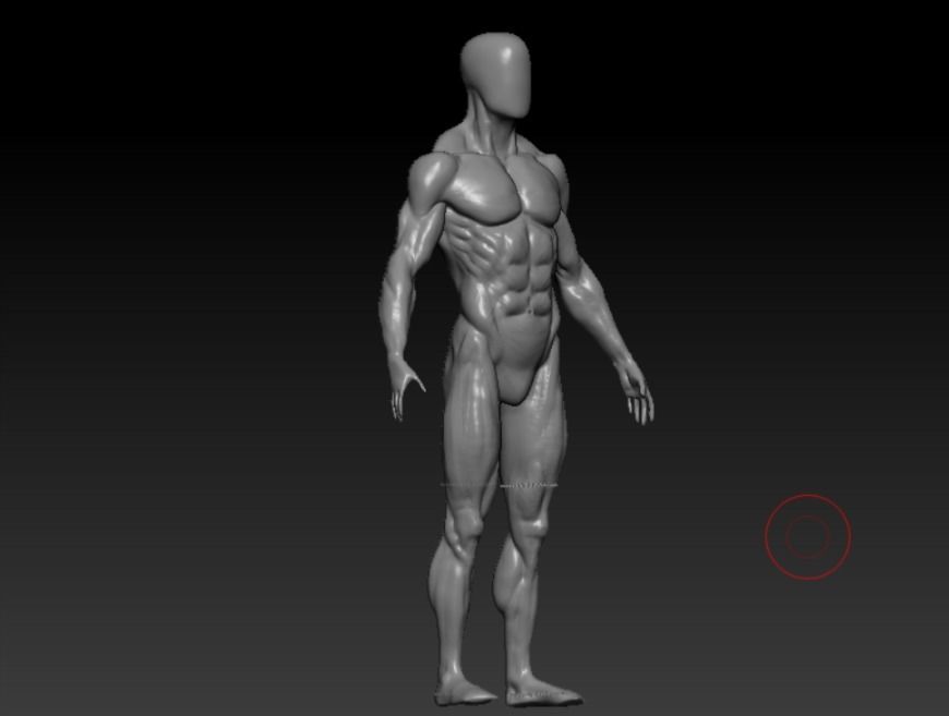 anatomy male 3D model_7