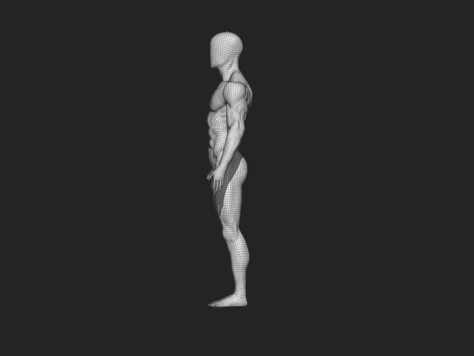 anatomy male 3D model_10