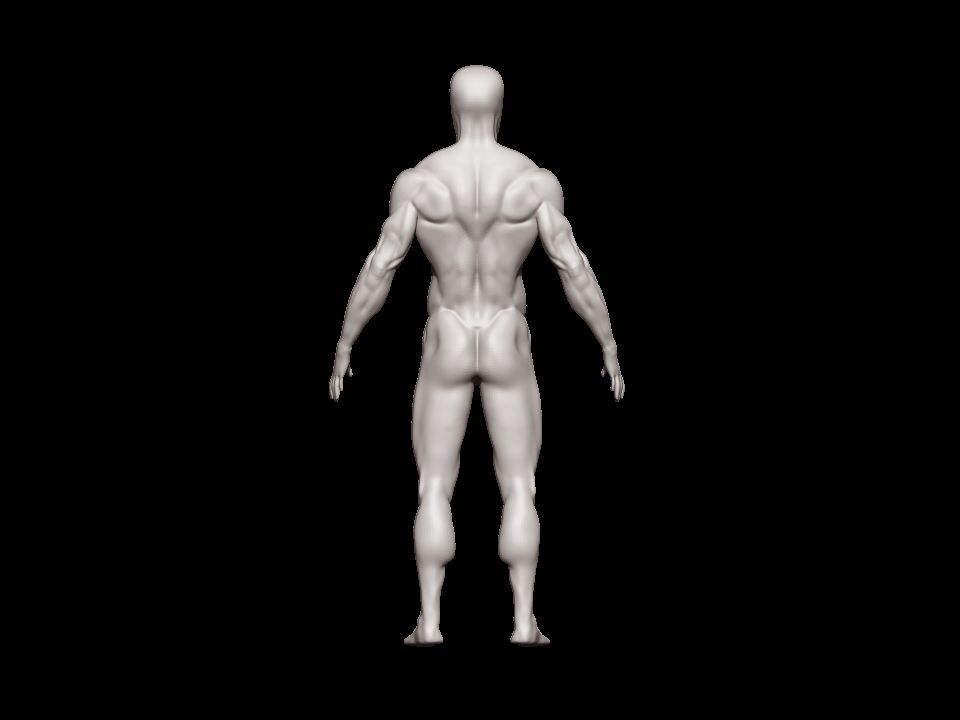 anatomy male 3D model_19