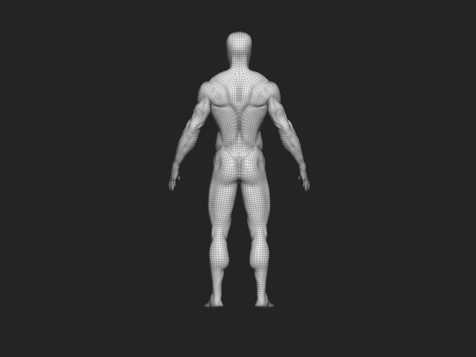 anatomy male 3D model_11