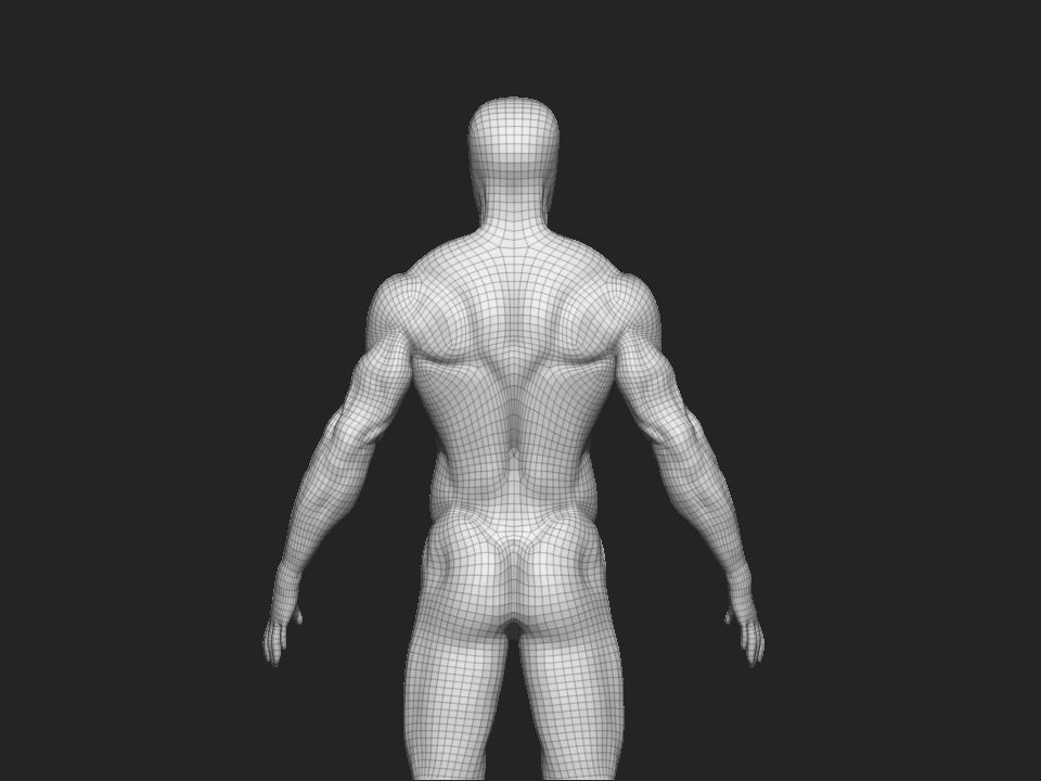anatomy male 3D model_14