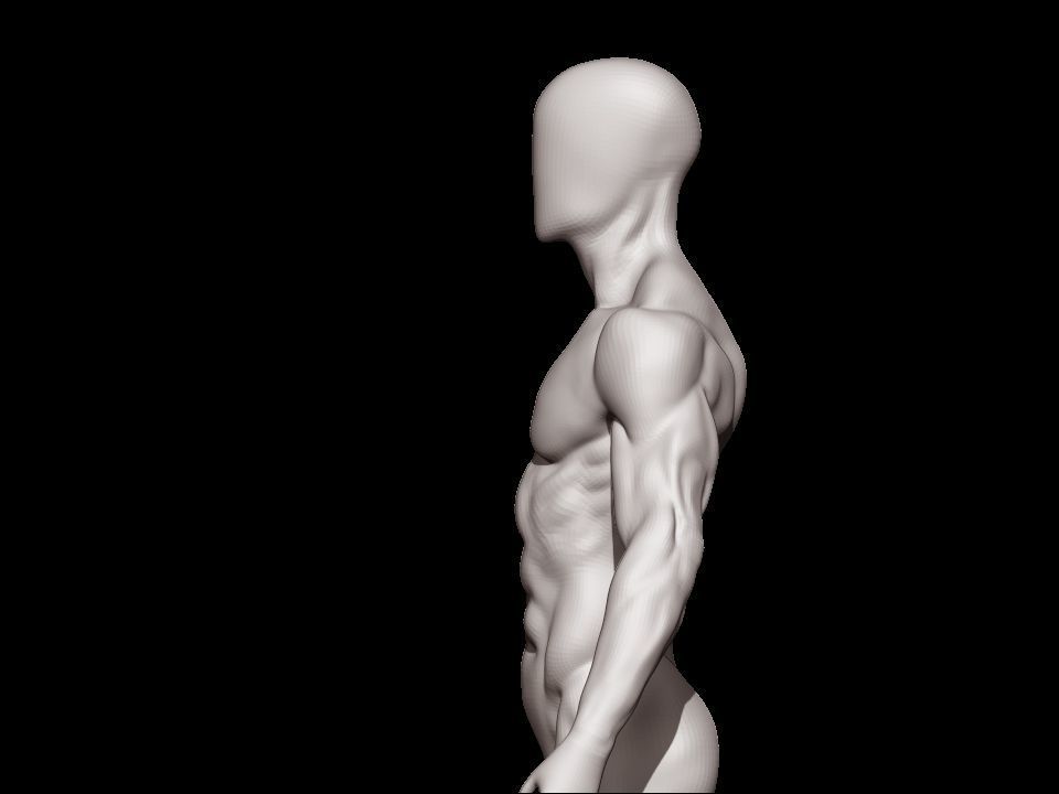 anatomy male 3D model_5