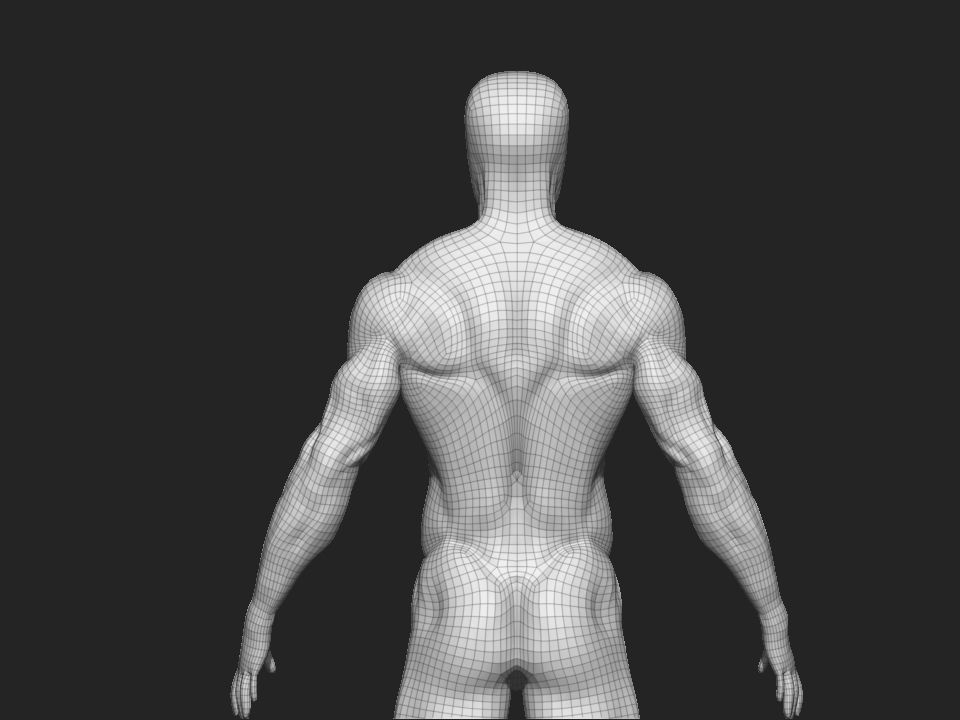anatomy male 3D model_17