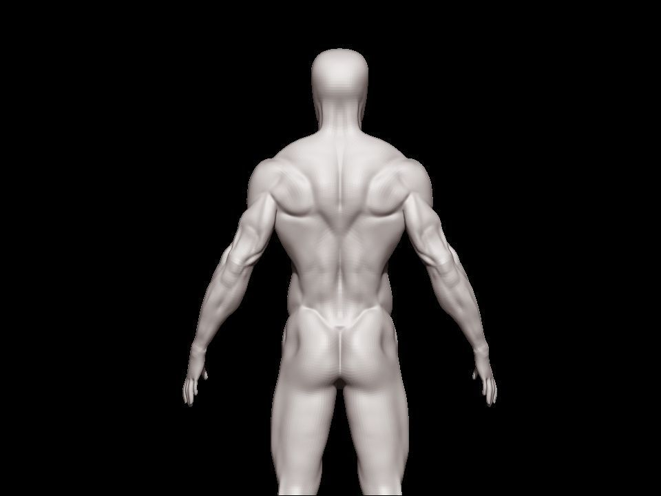 anatomy male 3D model_18