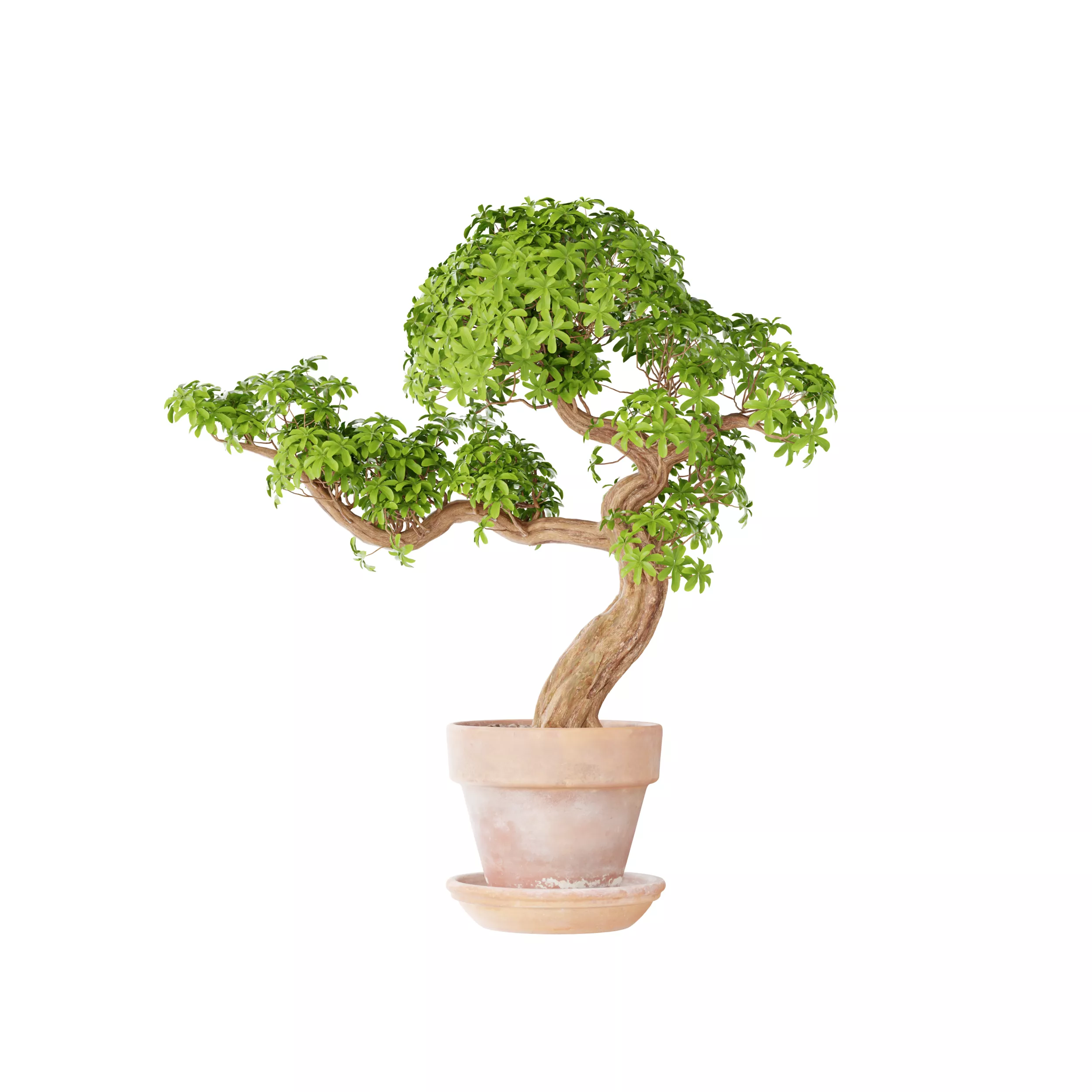 Schefflera Bonsai Tree 3D Model Low-poly 3D model