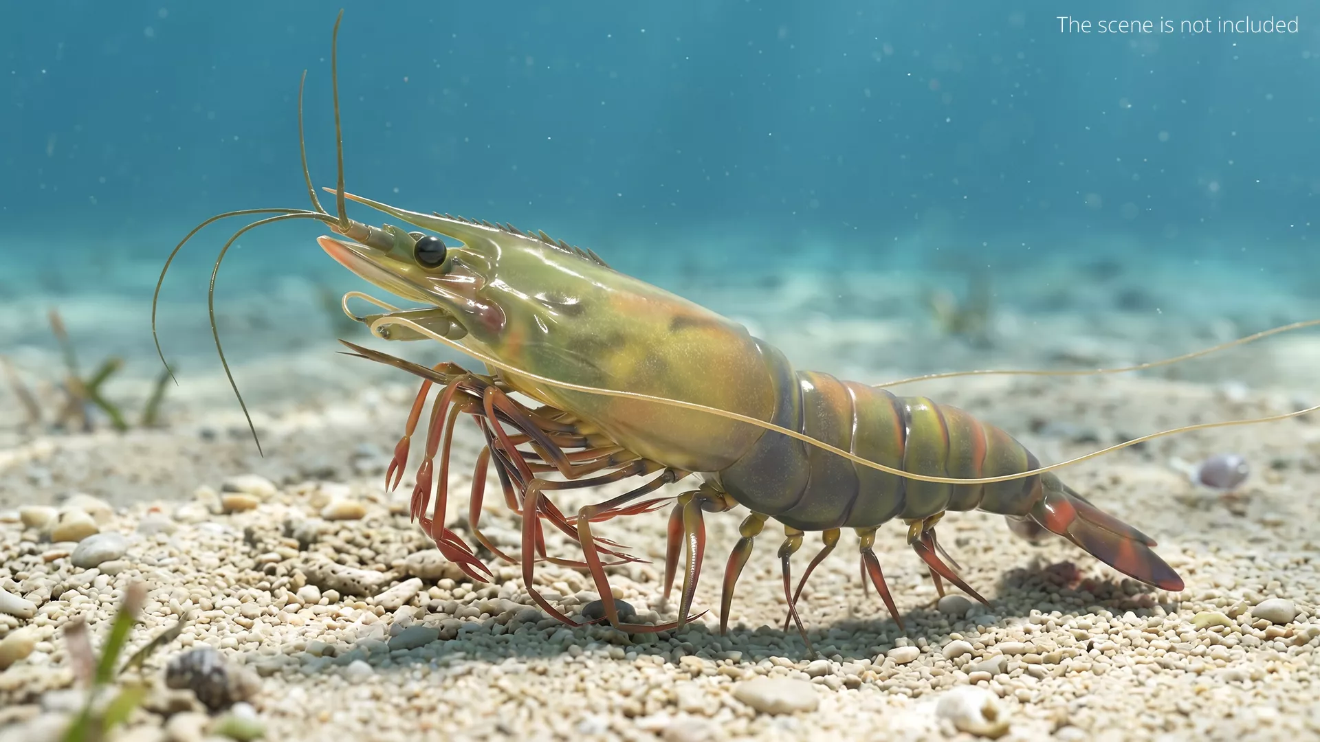 Large Prawn Walk Animated Rigged For Maya 3D model