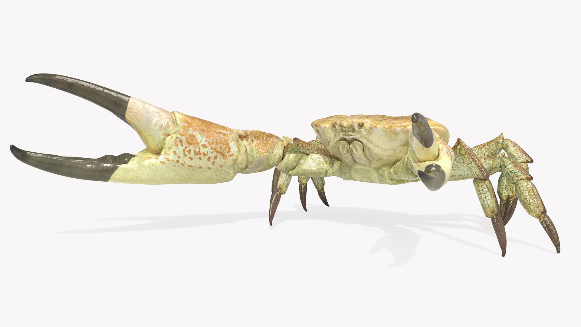 Giant Deep Sea Crab Attack Animated Rigged For Maya 3D model