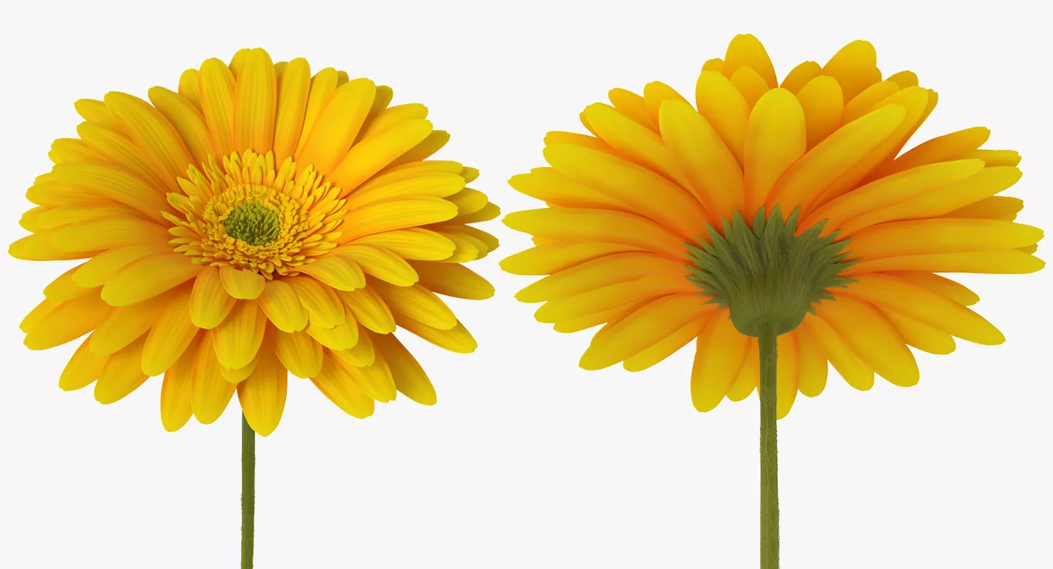 Yellow Gerbera Flower 3D model