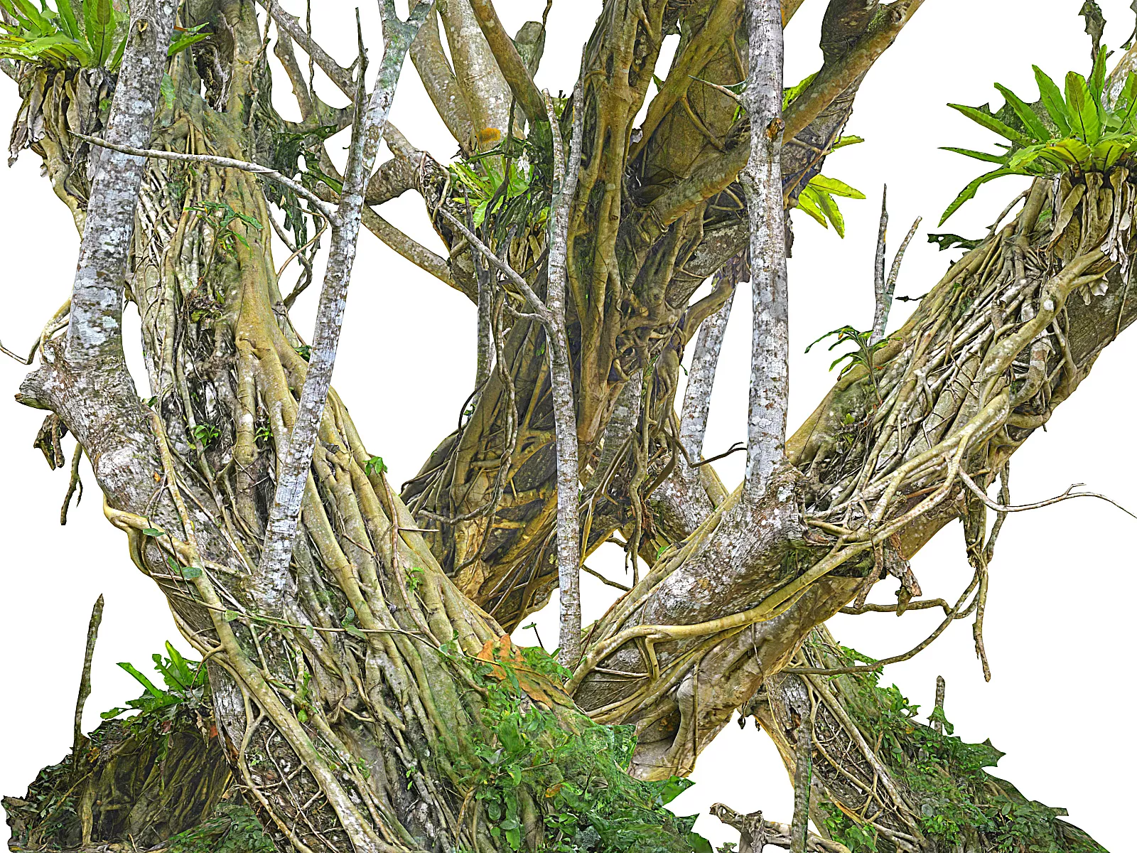 Old Jungle Tree Low-poly 3D model