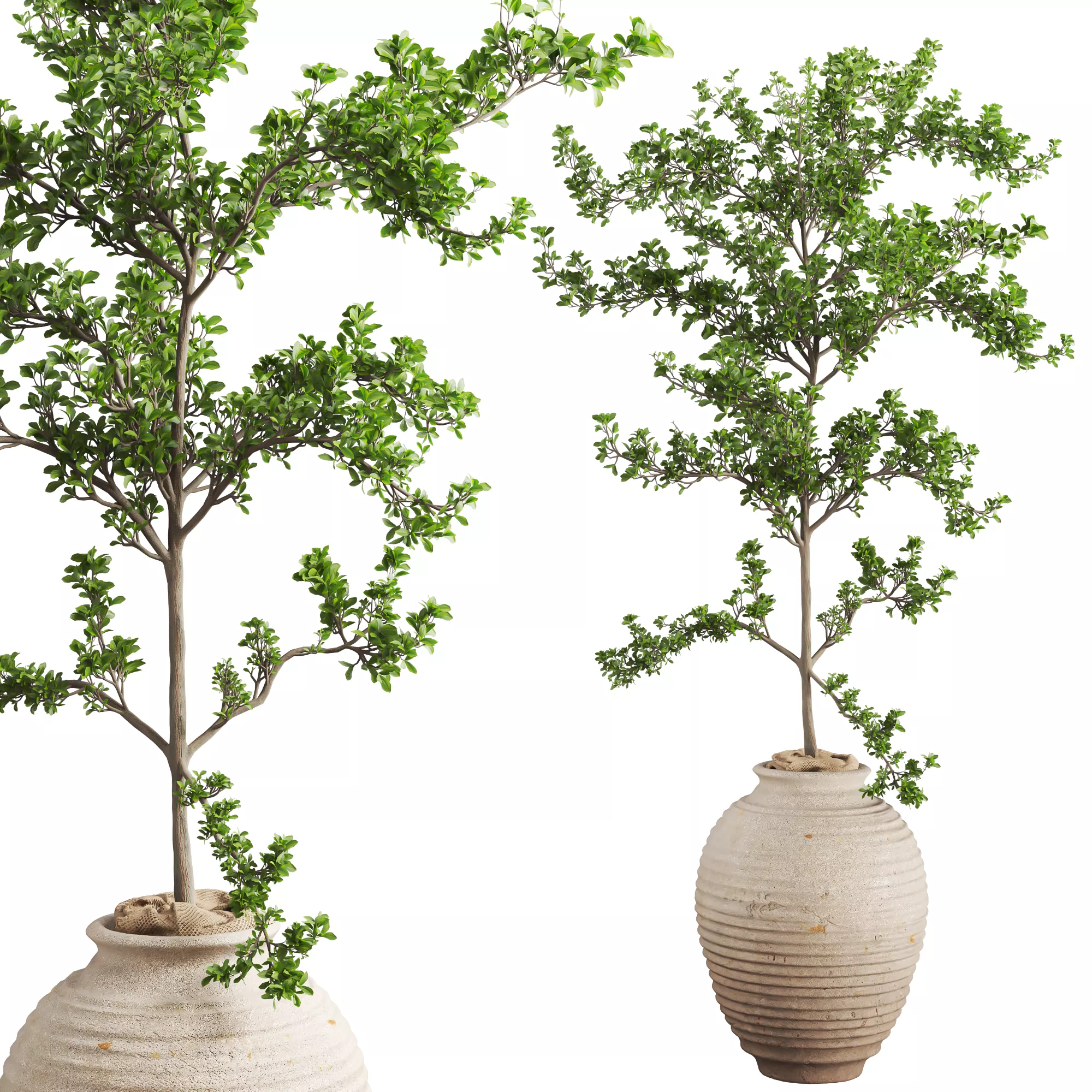 Rustic Potted Bucida Tree 3D model