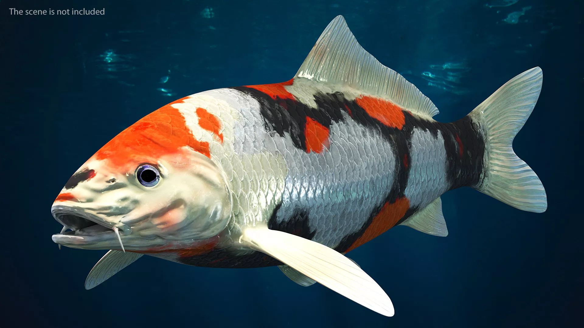 Harivake Koi Fish Rigged for Cinema 4D 3D model
