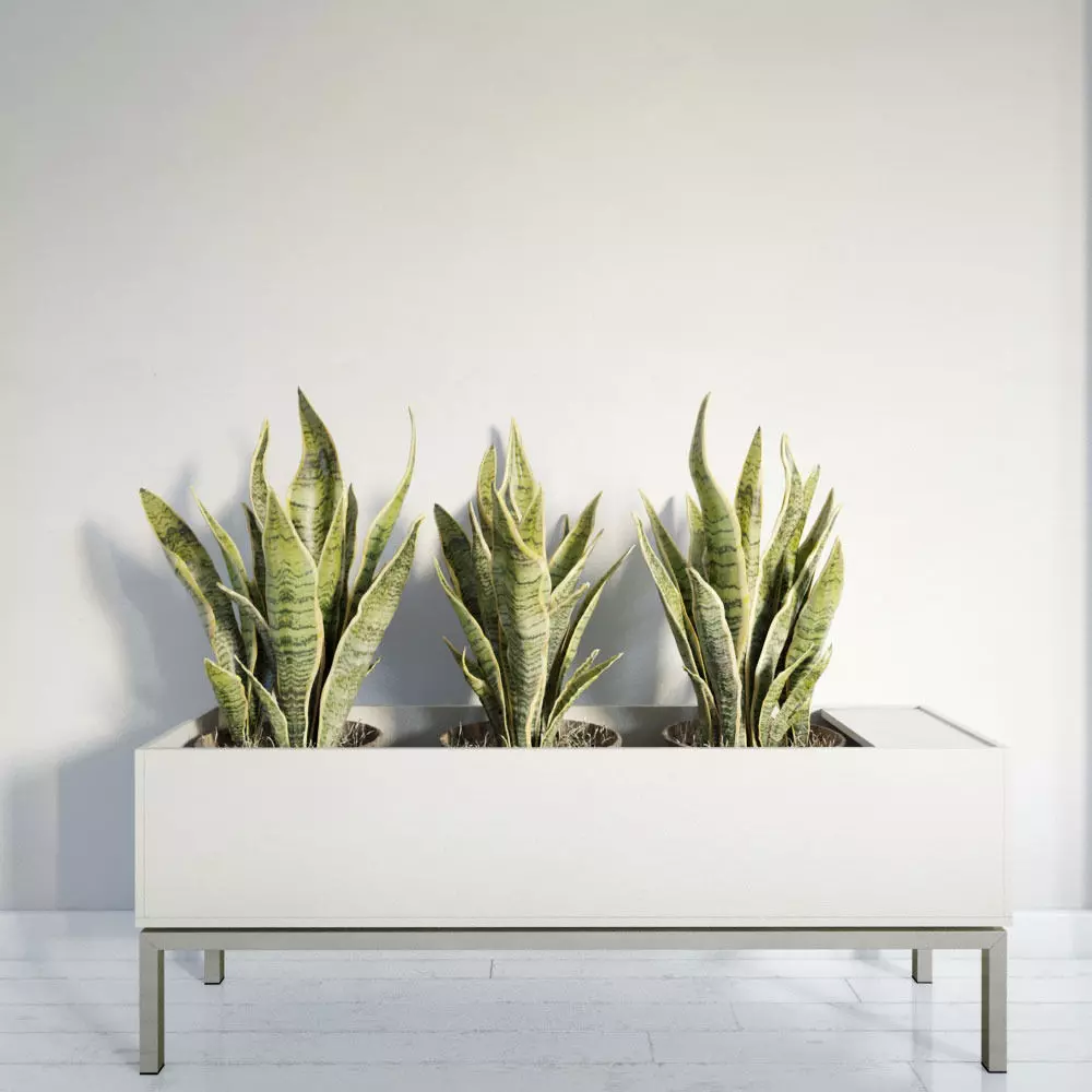 plant 26 am141 3D model_0