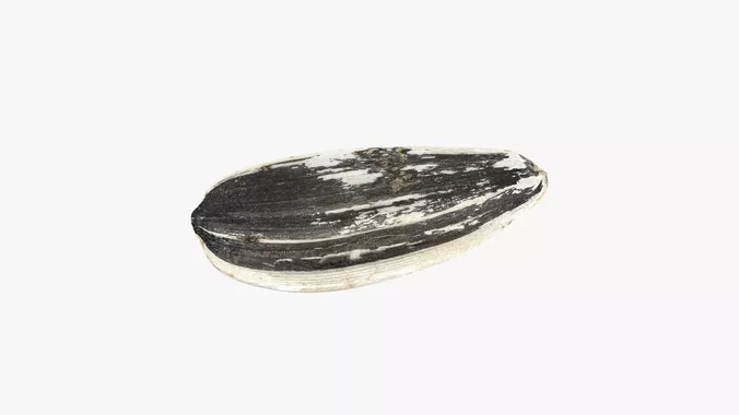 Sunflower Seed 01 - 3D Scanned