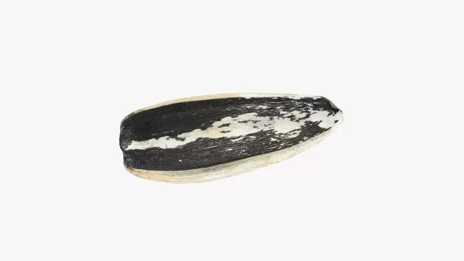 Sunflower Seed 02 - 3D Scanned