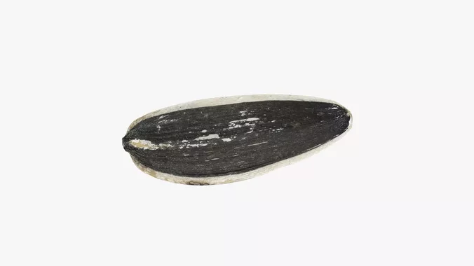 Sunflower Seed 03 - 3D Scanned