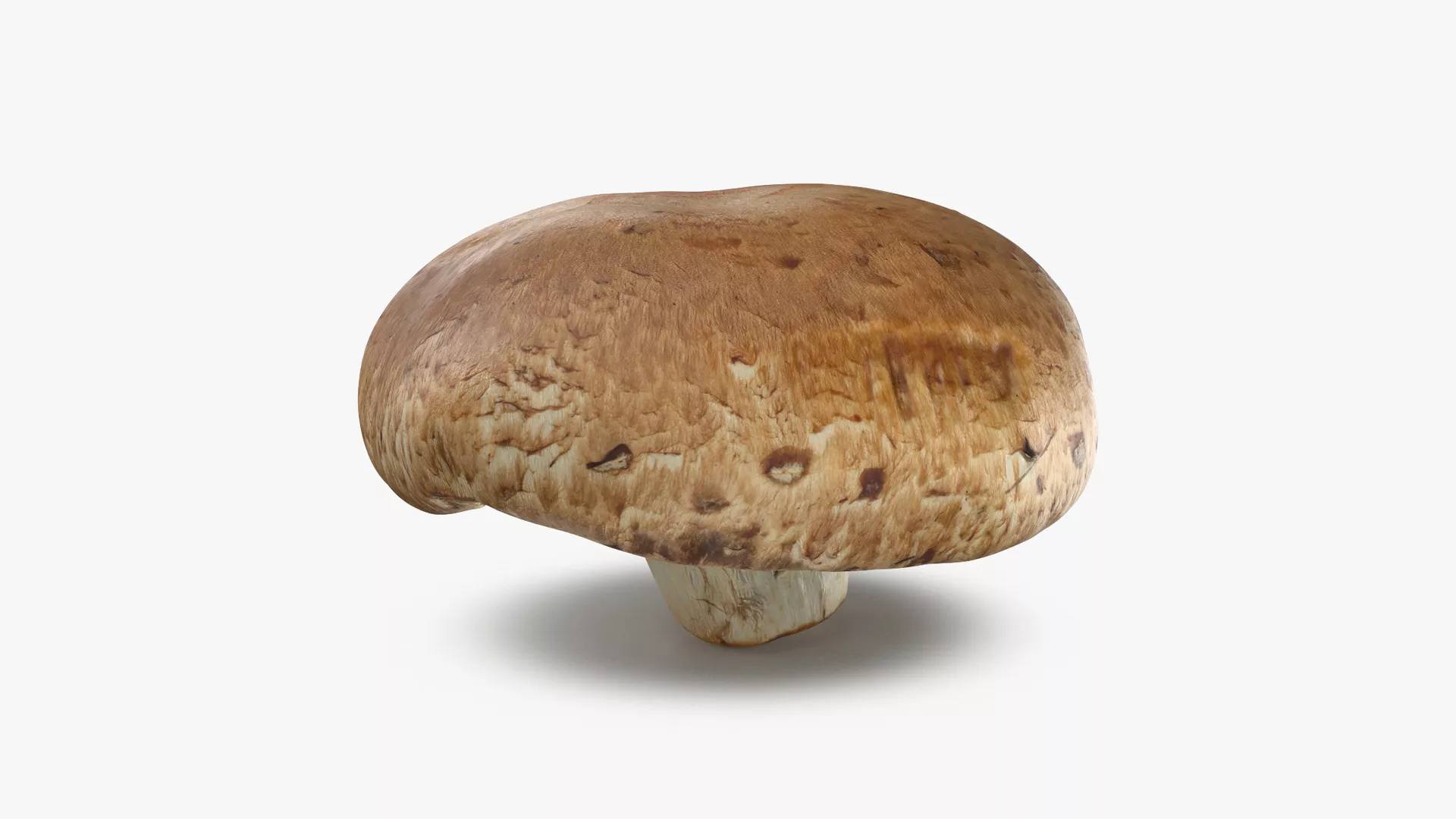 Portobello Mushroom 1 - 3D Scanned Low-poly 3D model