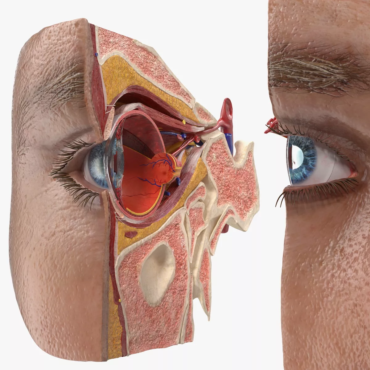 Eye Anatomy Cross-Section 3D model