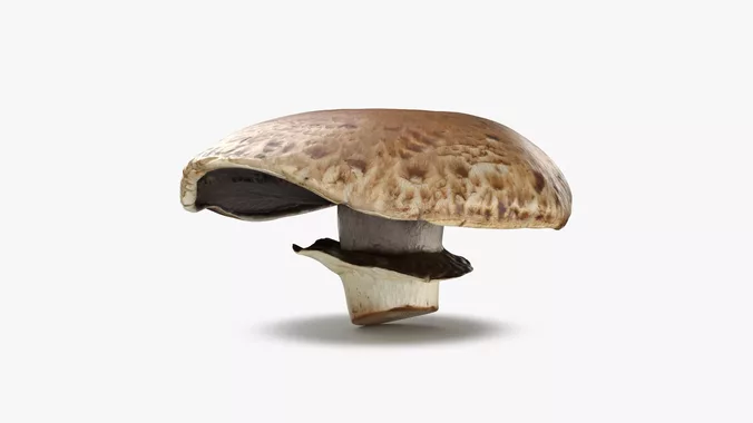 Portobello Mushroom 2 - 3D Scanned