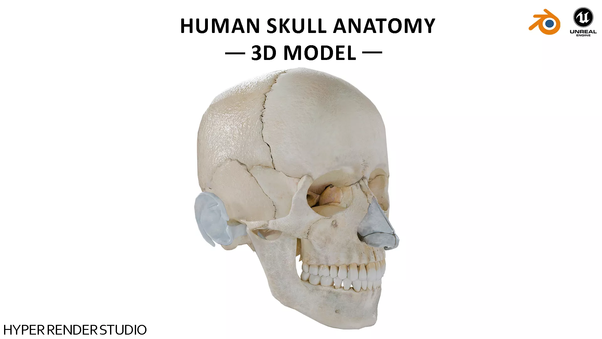 Realistic Human Skull with Cartilage Low-poly 3D model