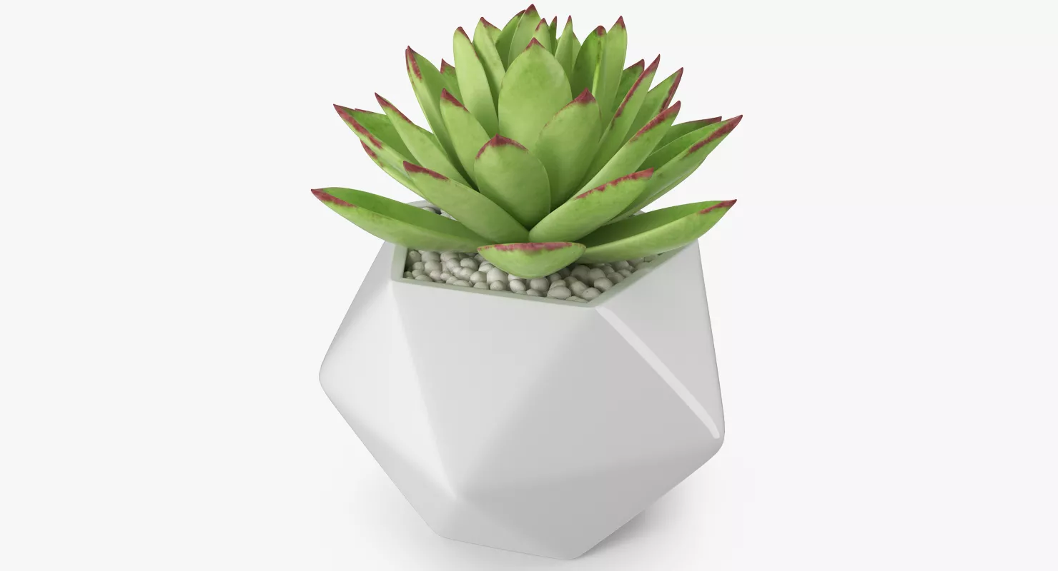 Echeveria Agavoides Lipstick 3D model