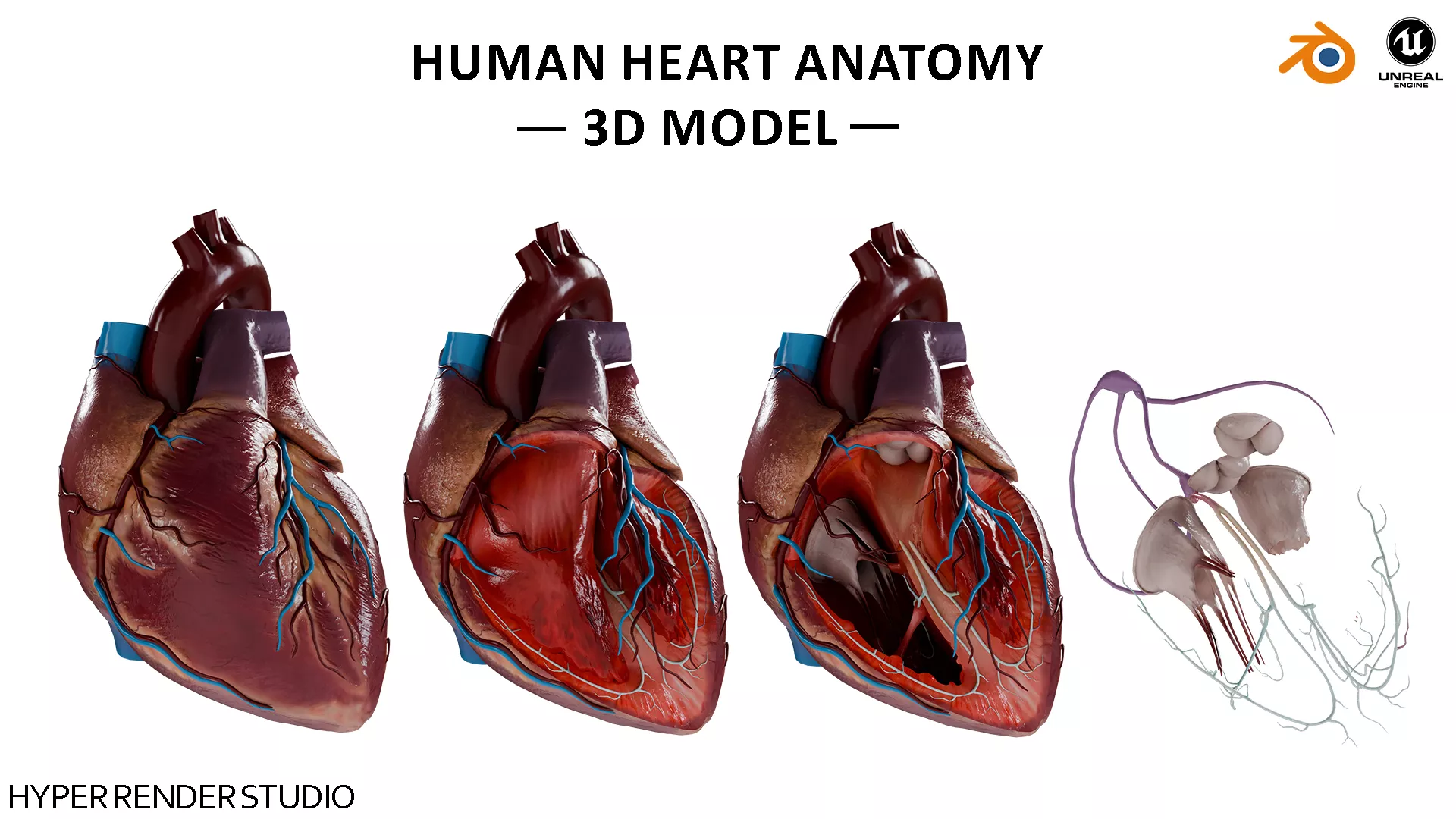 Realistic Human Heart - Medical Anatomy Low-poly 3D model