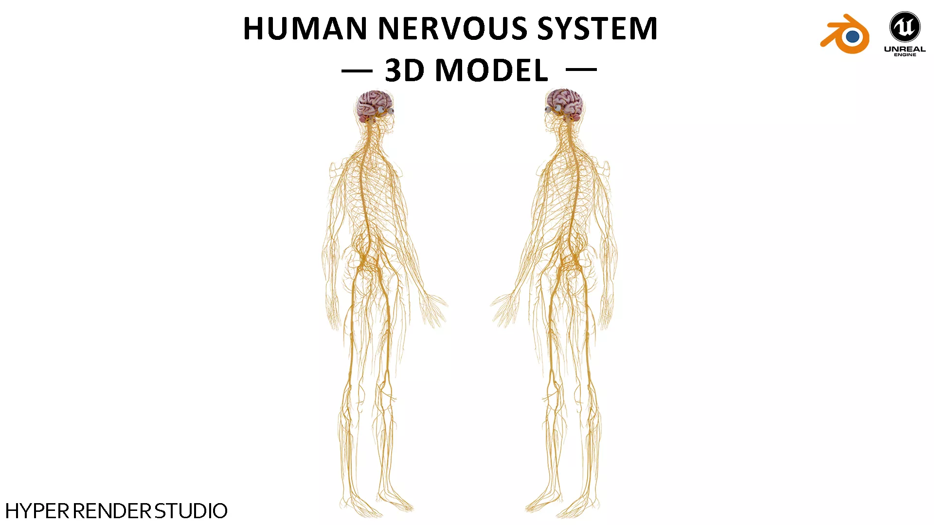 Human Nervous System - Brain Low-poly 3D model