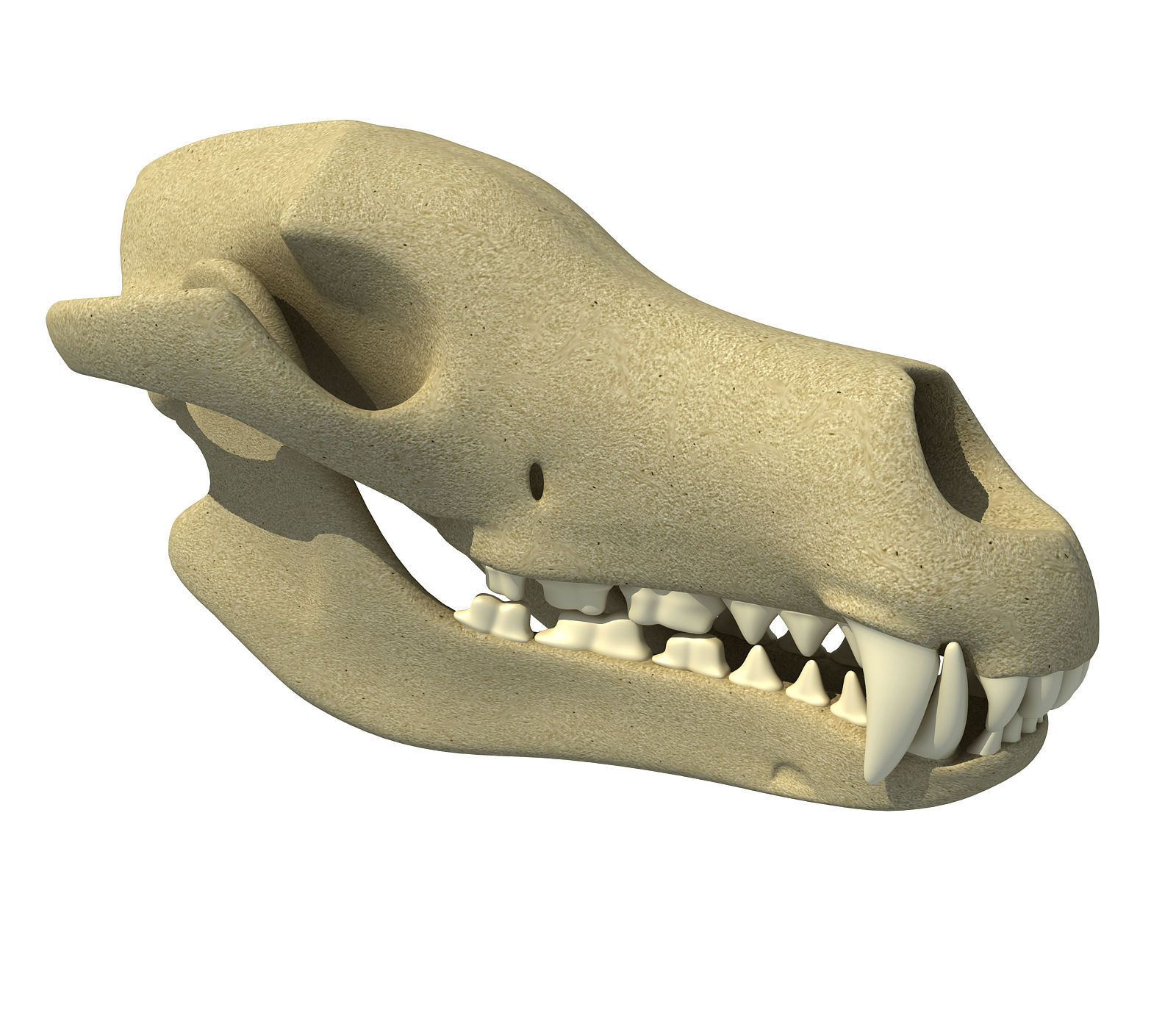 Wolf Fox Skull 3D model_6