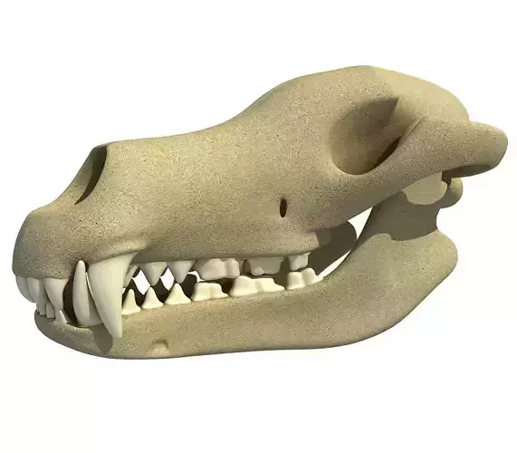 Wolf Fox Skull 3D model