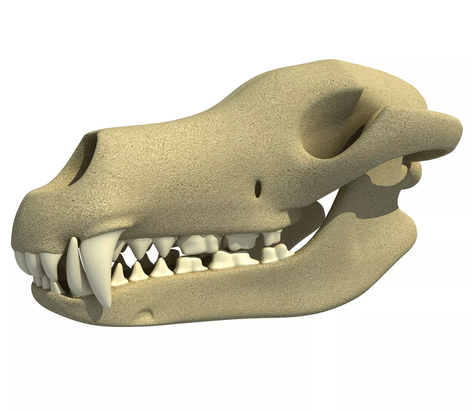Wolf Fox Skull 3D model_0