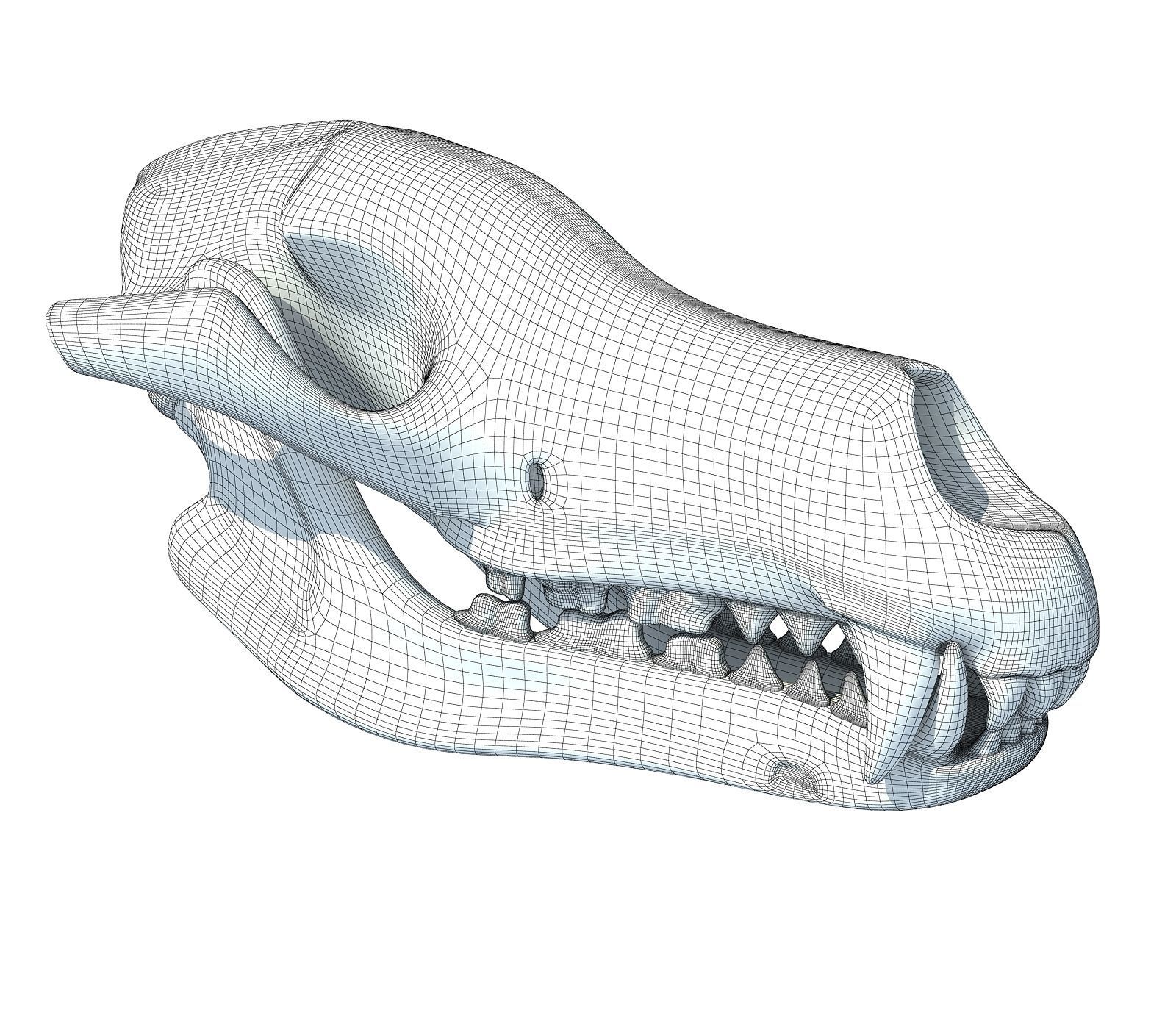 Wolf Fox Skull 3D model_10