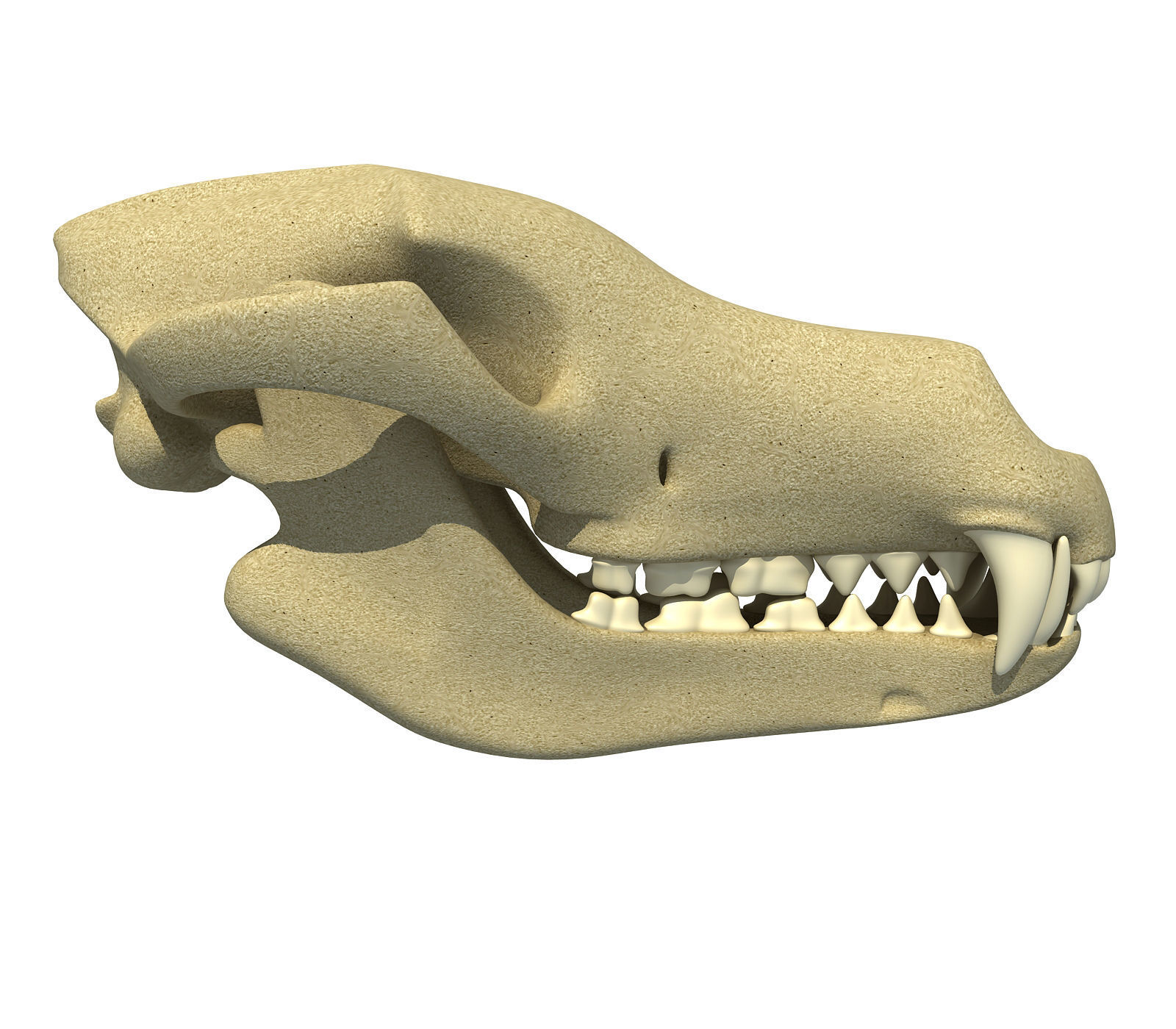 Wolf Fox Skull 3D model_8