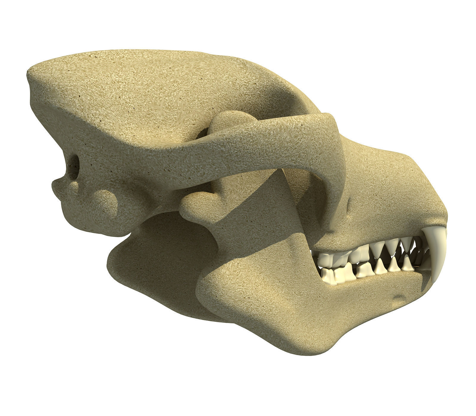 Wolf Fox Skull 3D model_2