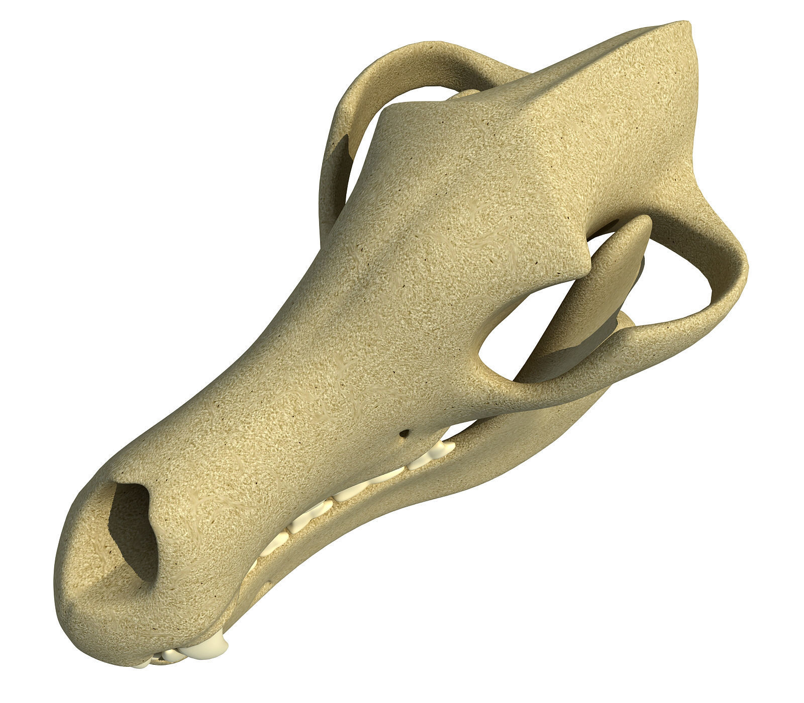 Wolf Fox Skull 3D model_7