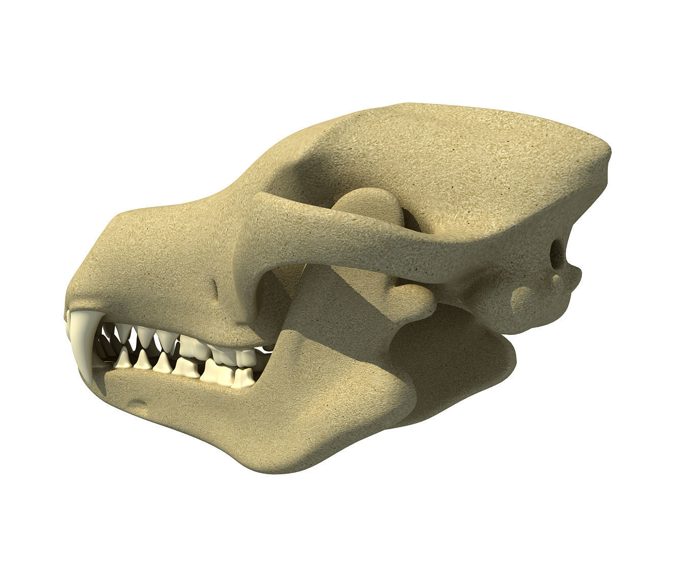 Wolf Fox Skull 3D model_5