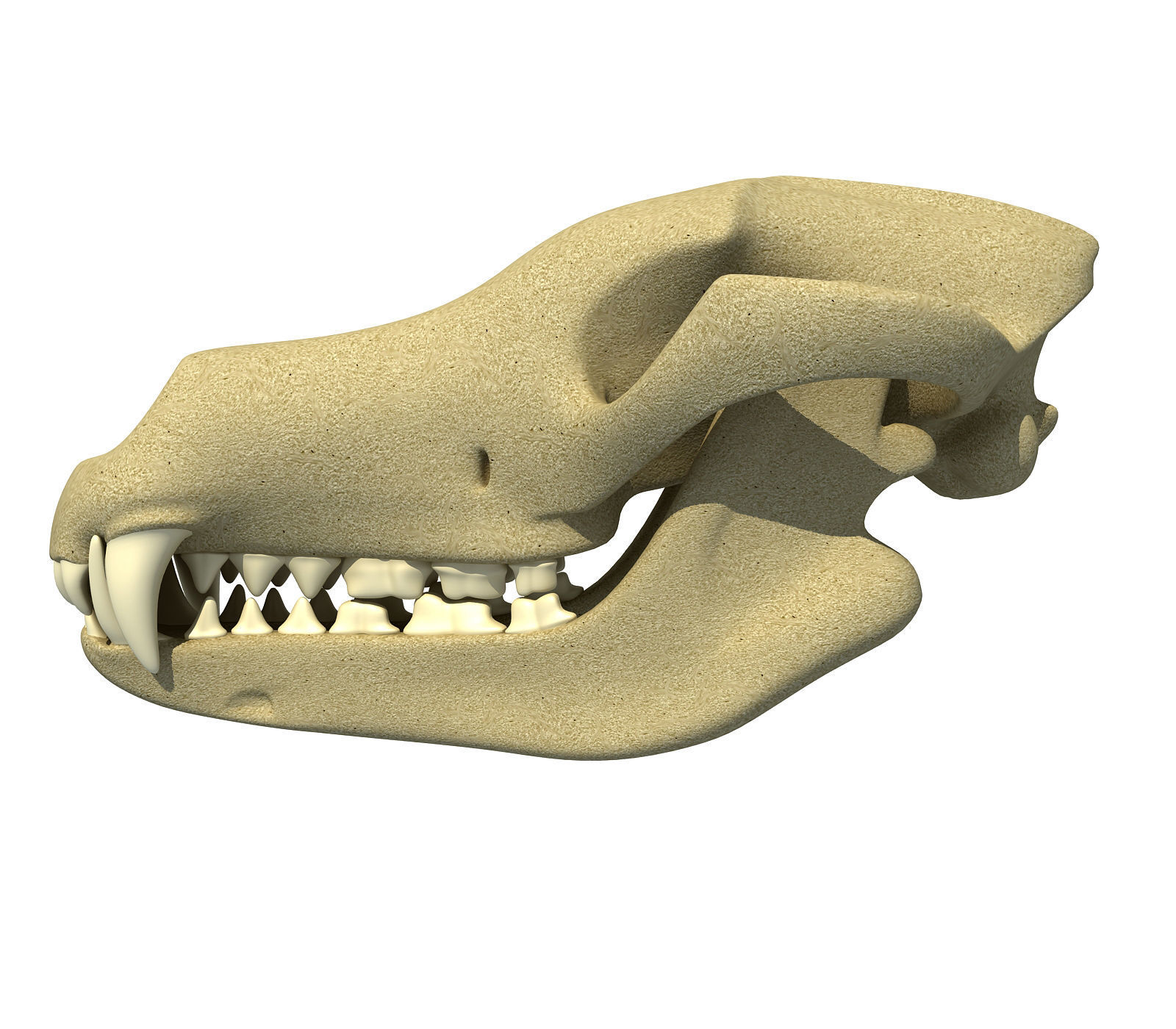 Wolf Fox Skull 3D model_1