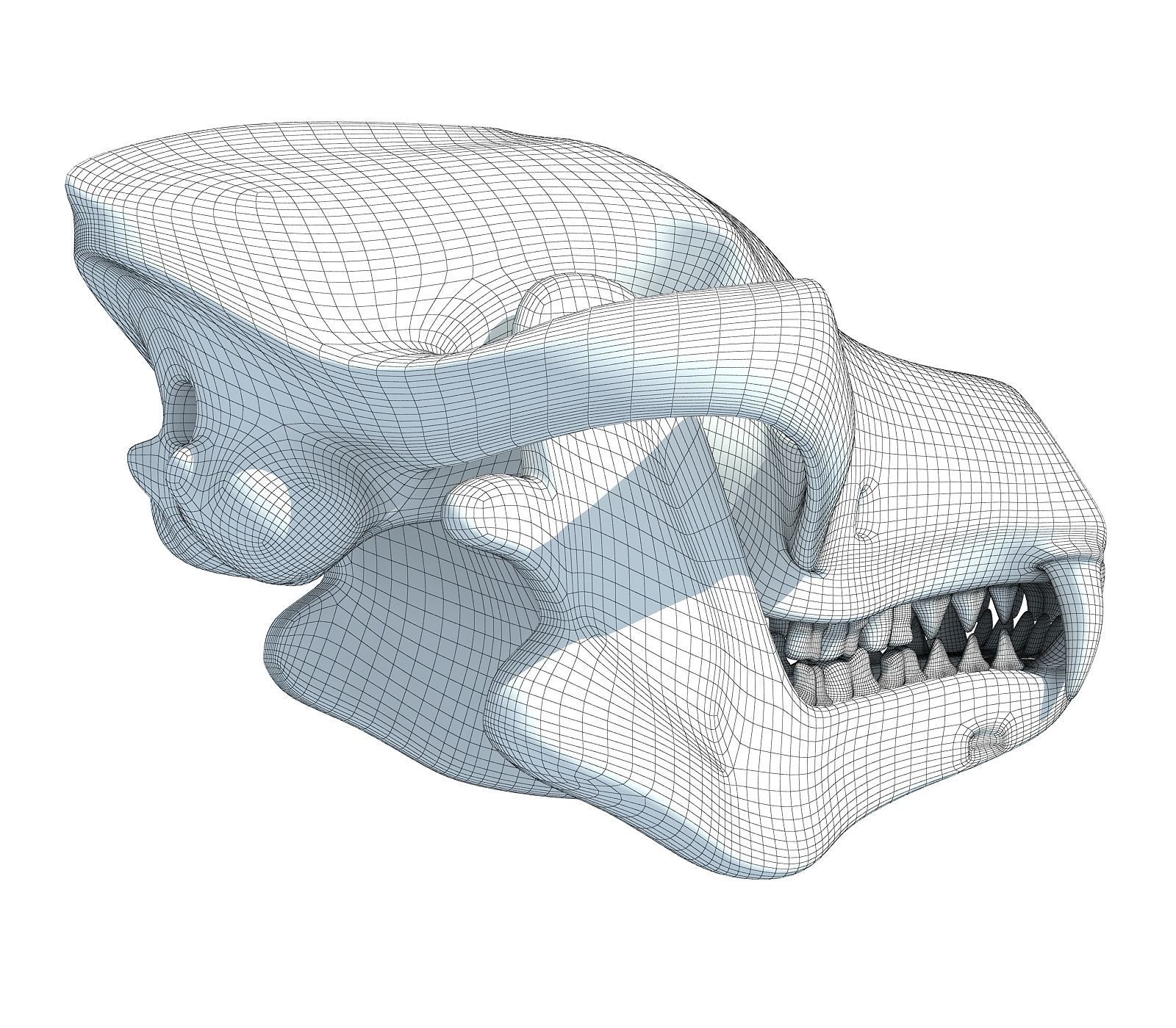 Wolf Fox Skull 3D model_11